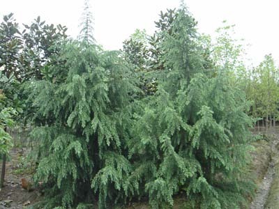 雪松-富陽市新登元村綠化苗木場(產品圖片)-產品庫-中國花木網