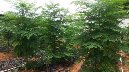 辣木苗木的引種概況