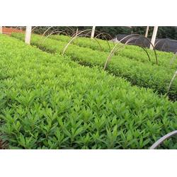 綠化苗木供應商 濟南綠化苗木 君誠花卉苗木廠 查看