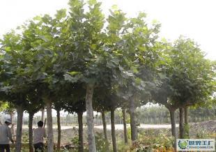 供應苗木,法桐,速生法桐,造型法桐,白蠟_農副產品_世界工廠網中國產品信息庫