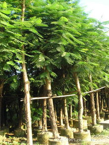 綠化苗木 抗風能力強