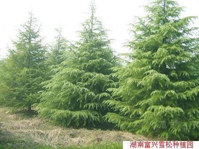 移植雪松(跳馬苗木)-移植雪松(跳馬苗木)產品圖片-湖南富興綠化苗木供應商-湖南花木網