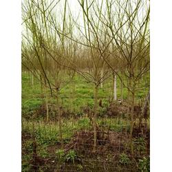 苗木紫薇種植 資陽苗木紫薇 三郎蜀誠 查看