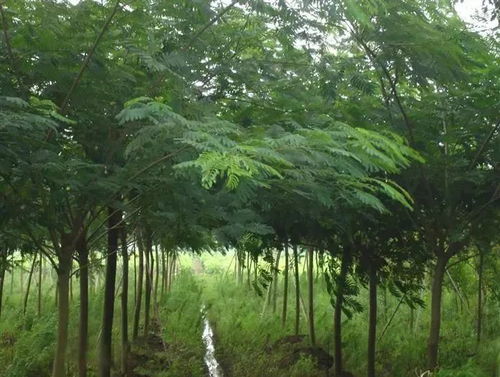 2017年苗木市場年終分析與總結