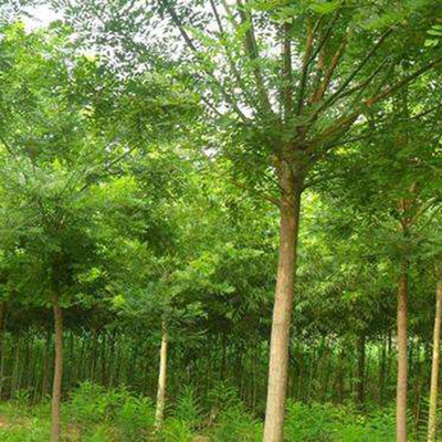 國槐小苗基地國槐樹苗速生國槐苗量大優惠圖片_高清圖_細節圖-濟寧市任城區泰和苗木種植基地