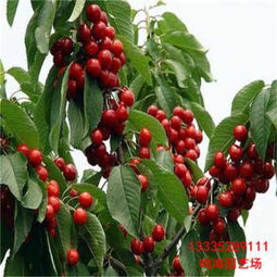 靖江那翁櫻桃苗多少錢一棵 南京新聞