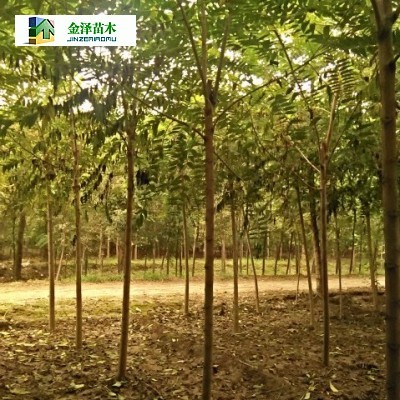 河北臭椿/臭椿_河北保定博野金澤綠化苗木基地 - 商國互聯(lián)網(wǎng)