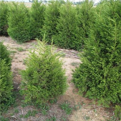 營養(yǎng)缽側柏樹苗苗木供應優(yōu)質側柏小苗