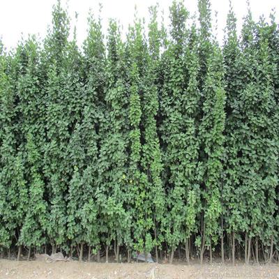 北海道黃楊苗木4公分