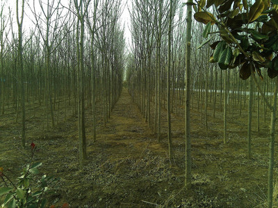 眾盈苗木合作社 主要產(chǎn)品有:6--8公分白蠟 國槐等綠花苗木。我們承諾:現(xiàn)場選樹,隨選隨挖,上貨速度快,確保成活率