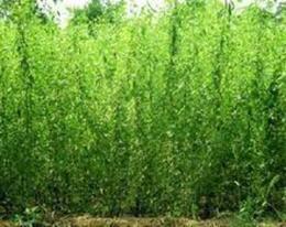 垂柳苗木供應信息-垂柳苗木批發(fā)、垂柳苗木價格、找垂柳苗木產(chǎn)品上