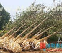 26公分銀杏苗木價格優(yōu)質商家置頂推薦產(chǎn)品