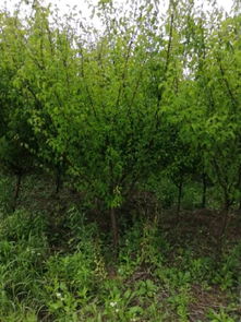 恭喜寧波陽光苗木園入駐苗木通平臺 致力于精品苗木種植