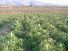 油松苗批發(fā),油松苗廠家,油松苗價格,油松苗基地[供應]_綠化苗木_世界工廠網(wǎng)中國產(chǎn)品信息庫