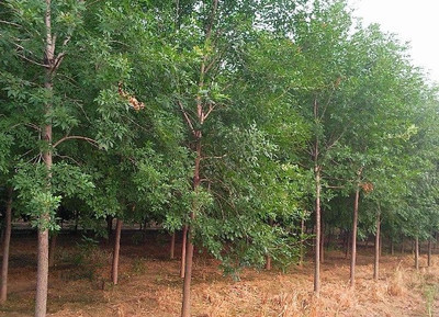 供應綠化苗木5公分白蠟丨10公分白蠟丨15公分白蠟_農副產(chǎn)品_世界工廠網(wǎng)