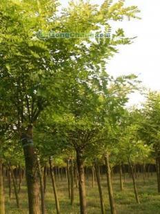 供應供應,山東速生法桐,速生法桐最新價格--濟寧萬源苗木 _傳媒、廣電_世界工廠網(wǎng)中國產(chǎn)品信息庫