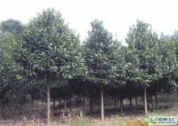 大量出售6-10公分優(yōu)質綠化苦丁茶[供應]_綠化苗木_世界工廠網(wǎng)中國產(chǎn)品信息庫