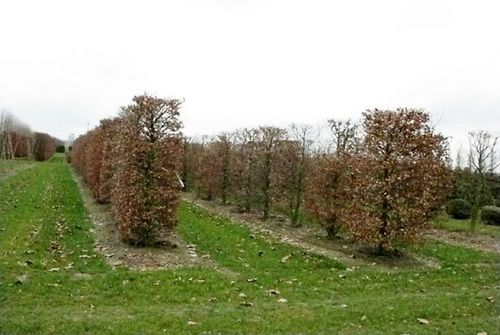 當前國內綠化苗木標準化面臨著哪些問題