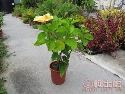 【重瓣扶桑盆栽、重瓣扶桑最新報價】綠化苗木,價格,廠家,供應商,花木,龍海市東泗興輝園藝場 - 產品庫