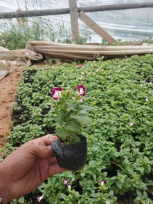 工地綠化選夏瑾 如何選購優質苗木與推薦購買渠道