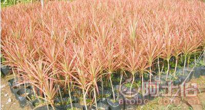 室內(nèi)綠化觀賞植物馬尾鐵 自產(chǎn)自銷的優(yōu)質(zhì)選擇