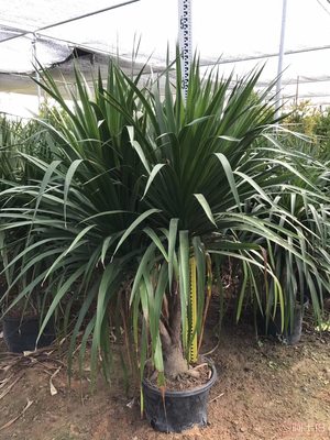 綠化苗木龍血樹直銷，價格實惠的優(yōu)選供應(yīng)商