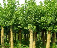 園藝之選 企業(yè)優(yōu)質(zhì)苗木產(chǎn)品圖片全覽