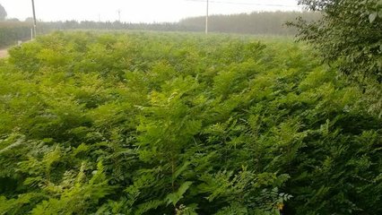 各類苗木圖片概覽 國槐、白臘、欒樹、榆樹、法桐等