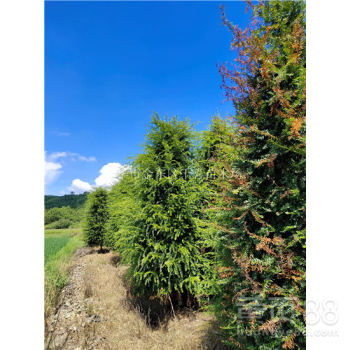 湖北紅豆杉5-25公分精品苗木采購指南 金華千喜苗木基地專業(yè)服務(wù)