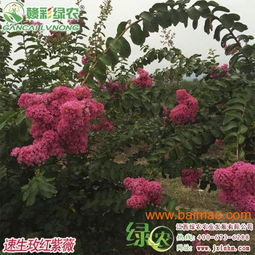 速生玫紅紫薇——江西優(yōu)質(zhì)苗木供應(yīng)與市場前景分析