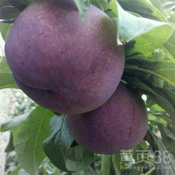 六安苗木 綠色產(chǎn)業(yè)的繁榮與發(fā)展