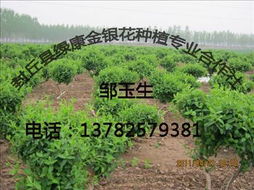 封丘綠康金銀花苗木 專業(yè)種植與批發(fā)指南
