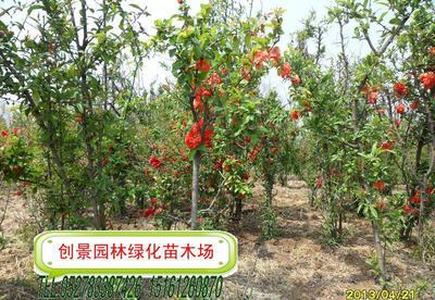 貼梗海棠、垂絲海棠及各類海棠苗木供應(yīng) 規(guī)格齊全，品質(zhì)保證