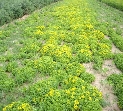 楊浦區(qū)景觀苗木收購價格解析