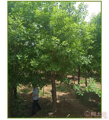 河南叢生黃櫨價格及供應(yīng)商介紹