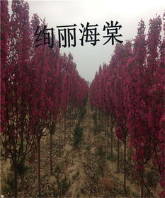絢麗海棠苗 留源苗木，優(yōu)質(zhì)商家的兩公分精品選擇