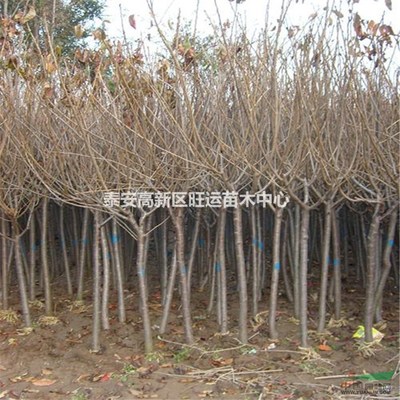 泰安高新區(qū)旺運苗木中心 專業(yè)苗木服務(wù)與綠色生態(tài)發(fā)展