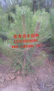 供應(yīng)優(yōu)質(zhì)20公分油松樹苗——綠化工程優(yōu)選苗木