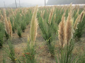 如何選擇優(yōu)質(zhì)的矮蒲葦供應(yīng)商？苗木采購指南