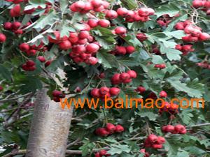 華林苗木基地 優質高產山楂樹苗的專業培育專家