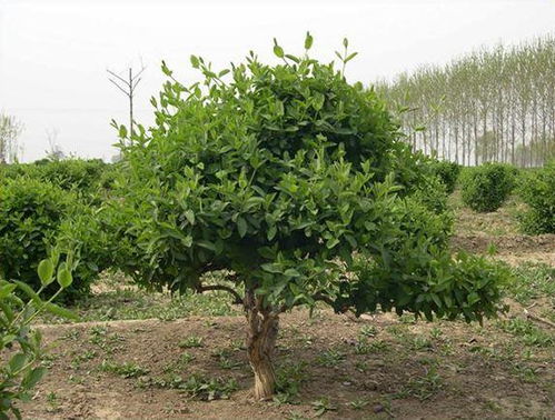 金銀花苗木種植指南 新手入門常見問題解析