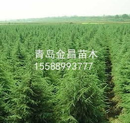 雪松苗木供應 規格齊全的優質綠化選擇