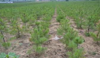 苗木補償規格說明與青苗補償協議書完善資料指南