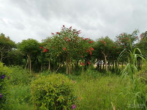 G324國道 一條由苗木織就的流動景觀長廊