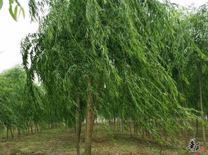 匠心育綠，品質造景——湖北楚和園林精品苗木推薦與公司相冊